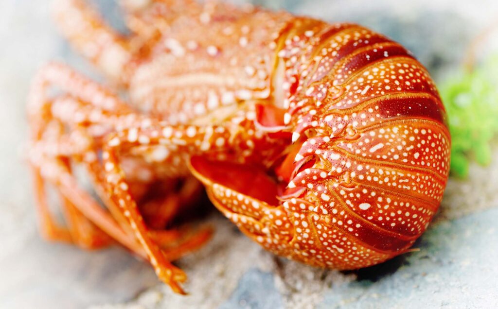 Villa Norbu surf and turf menu